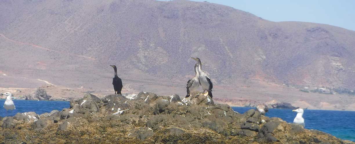 Rutas de paisaje, snorkel y excursiones privadas en Cabo de Gata